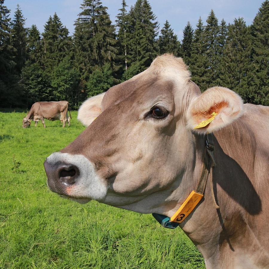 Ferienhof Bitschnau Lindenberg im Allgäu Dış mekan fotoğraf